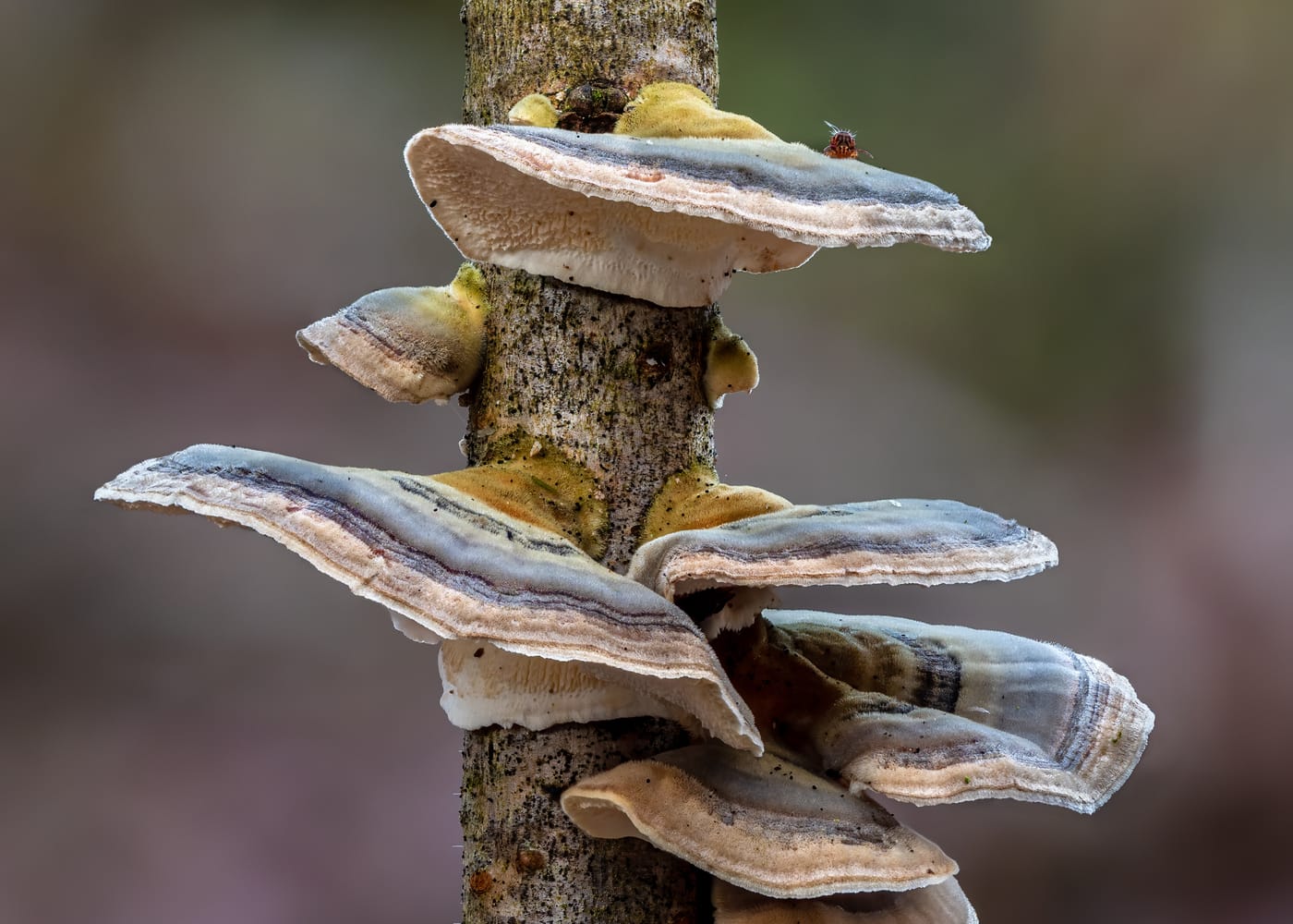 Turkey Tail (Trametes versicolor)